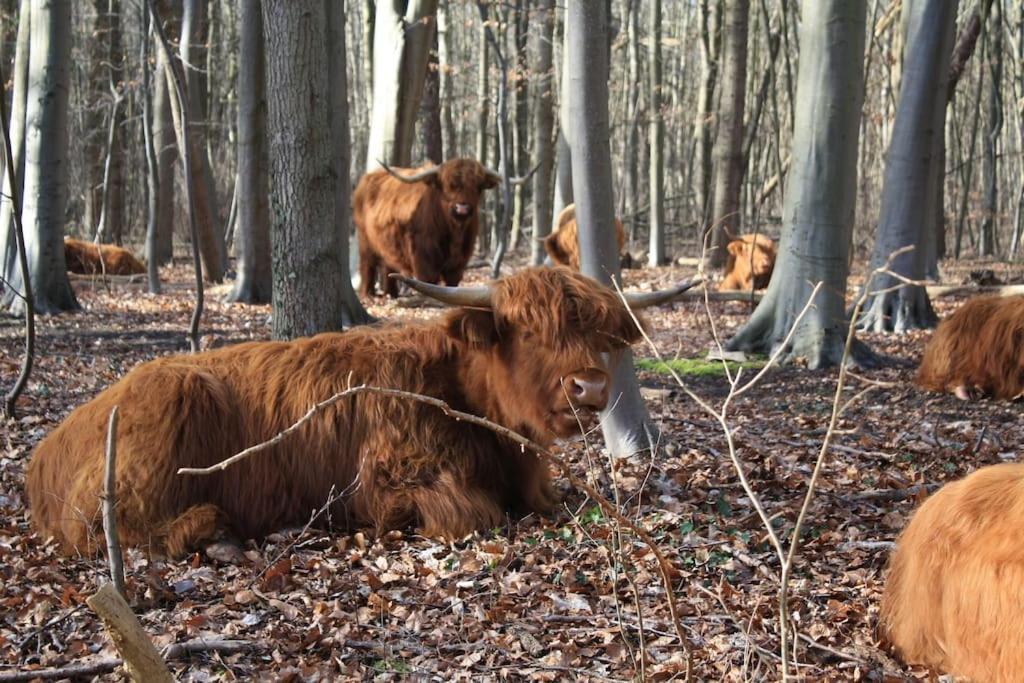 De Bosrand Grenzend Aan Het Bos Villa Castricum Exterior photo